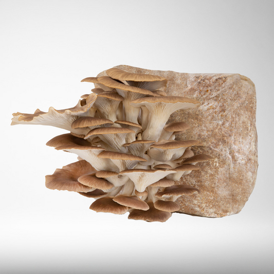 Phoenix Oyster Mushroom