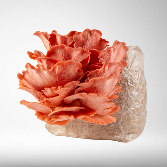 Pink Oyster Mushroom