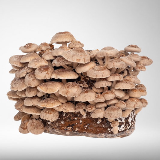 Shiitake Mushroom