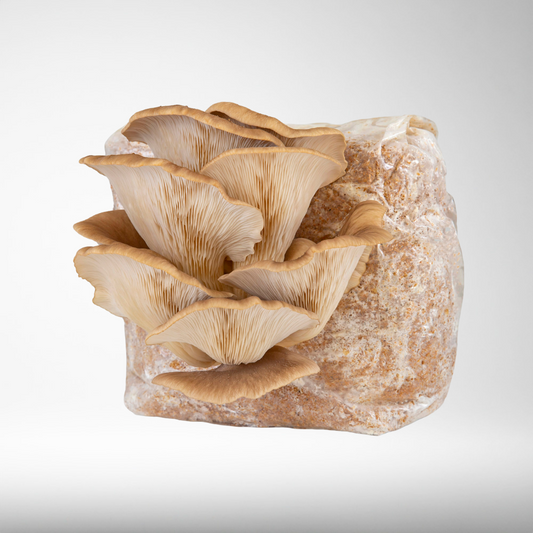 Raglan Oyster Mushroom