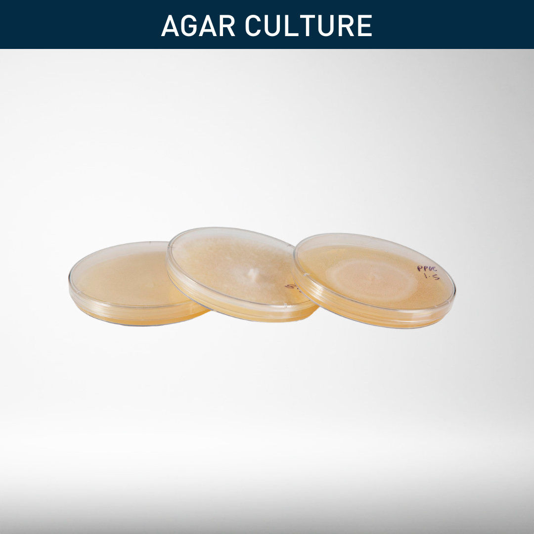 Mushroom Cultures | Agar