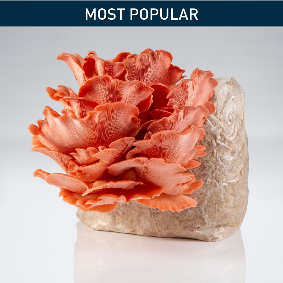 Pink Oyster Mushroom | Mushroom Grow Kit | Raglan, NZ – Mushrooms by ...