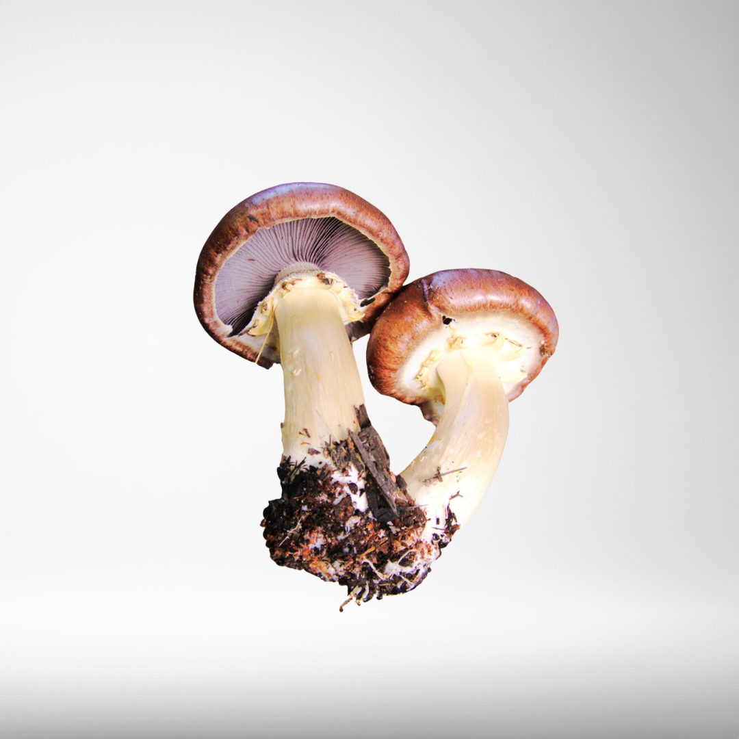 King Stropharia - Outdoor Patch