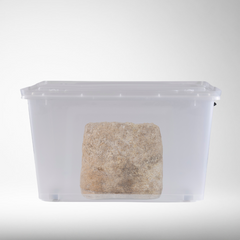 Tawaka | Grow Kit